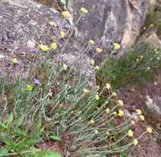 Giardino roccioso